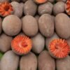 Mamey Sapote Fruit Box