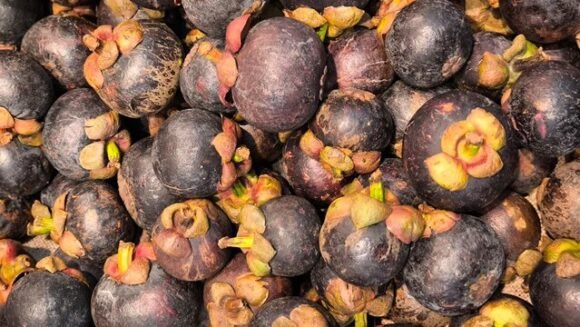 Mangosteen Tropical Fruit Box