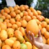 Mingolo Mango fruit Box
