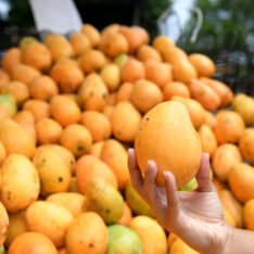 Mingolo Mango fruit Box