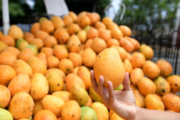 Mingolo Mango fruit Box