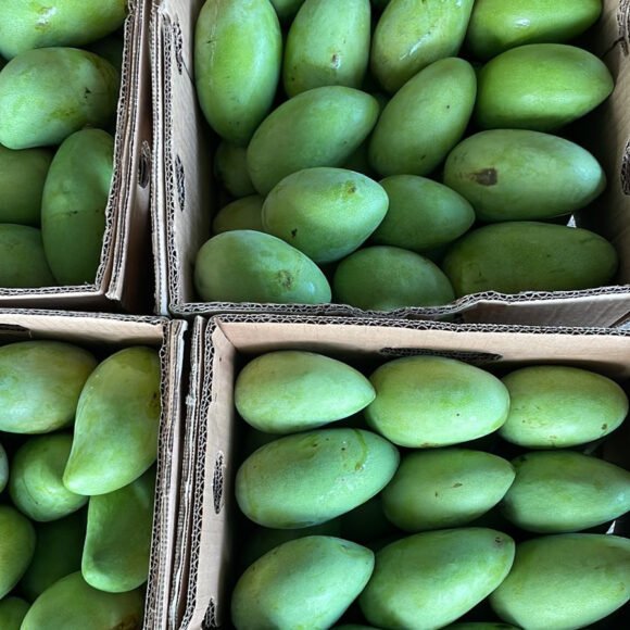 Buy Mingolo Mango fruit Box USA | Tropical Fruits Delivery - Image 2