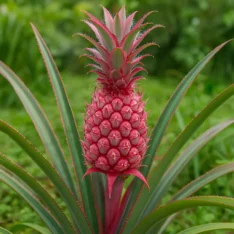 Pinkglow Pineapple Fruit Box