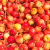 Rainier cherries Fruit Box