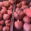 Red Atemoya Fruit Box