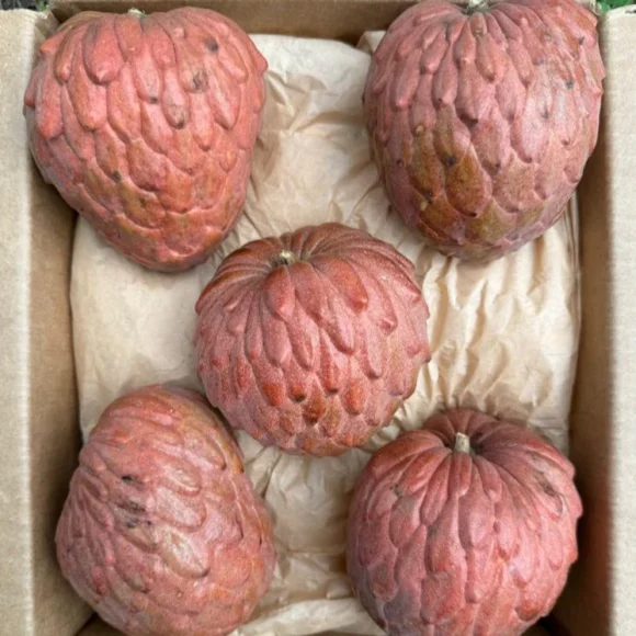Buy Red Atemoya Fruit Box USA | Tropical Fruits Delivery - Image 2
