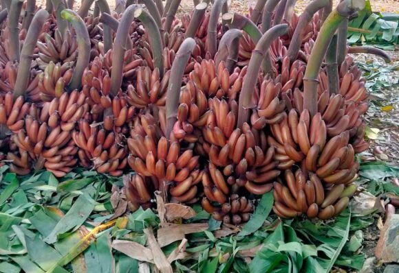 Red Banana Fruit Box