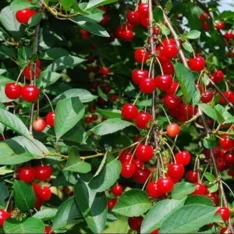 Red Cherry Fruit Box