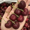 Red Cherry Fruit Box