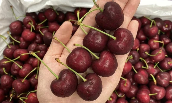 Red Cherry Fruit Box