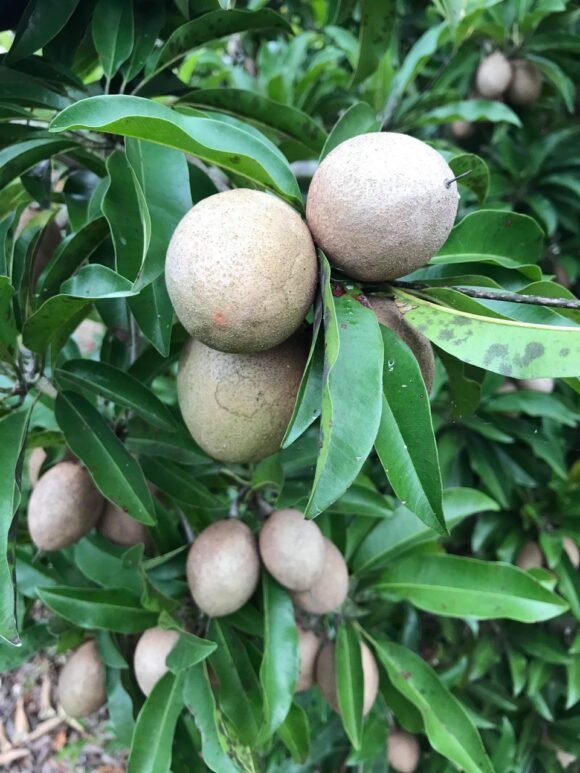 Sapodilla Fruit Box