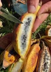 Seeded Banana Fruit Box