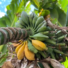 Seeded Banana Fruit Box