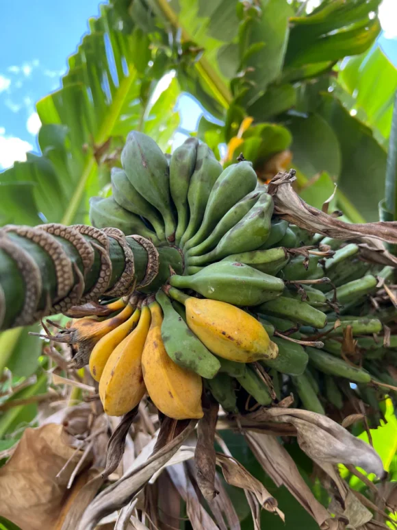 Seeded Banana Fruit Box
