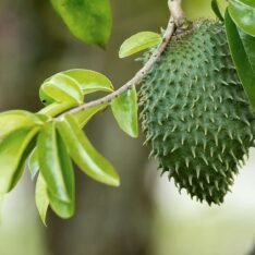 Buy Soursop Tropical Fruit Box