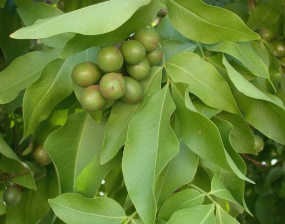 Buy Spanish Limes Fruit Box USA | Tropical Fruits Delivery - Image 2