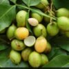 Spanish Limes Fruit Box