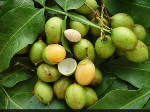 Spanish Limes Fruit Box