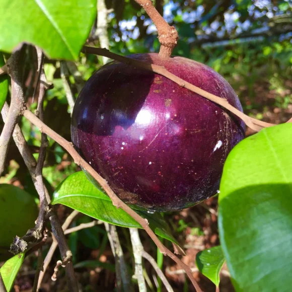 Star Apple Tropical Fruit