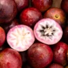 Star Apple Tropical Fruit