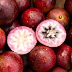 Star Apple Tropical Fruit