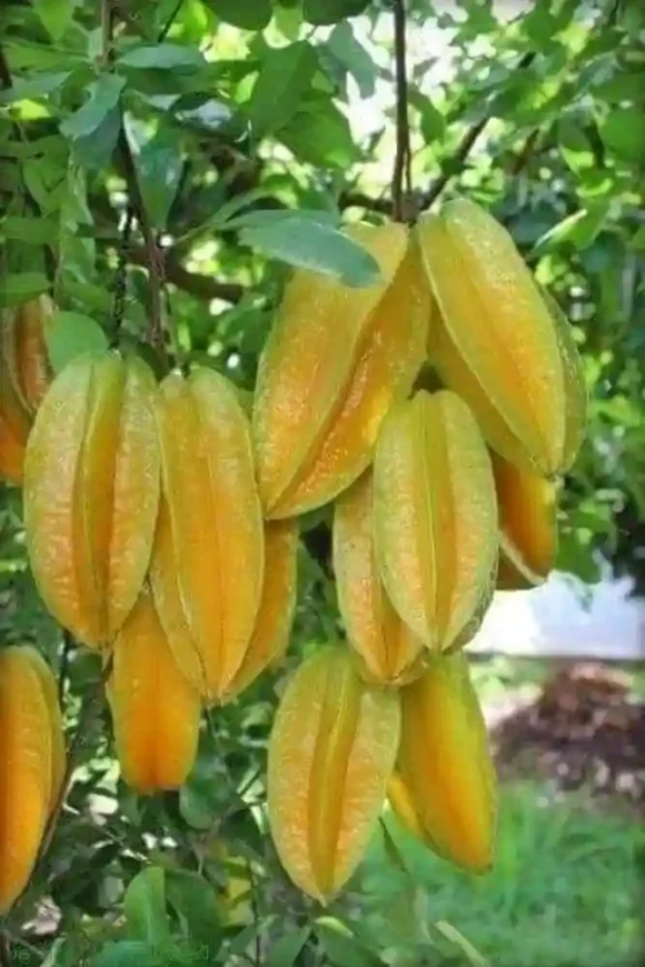 Star Fruit Box