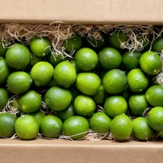 Tropical Lime Fruit Box