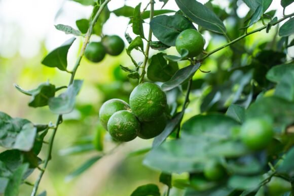 Buy Tropical Lime Fruit Box USA | Tropical Fruits Delivery - Image 3