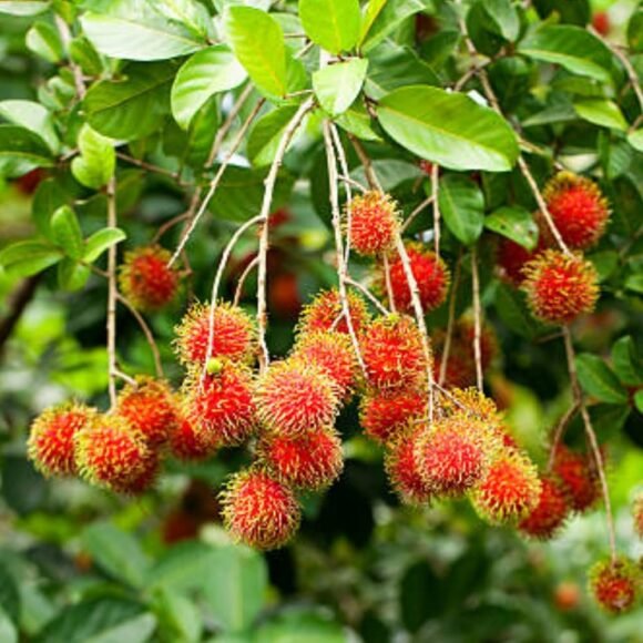 Tropical Rambutan Fruit Box