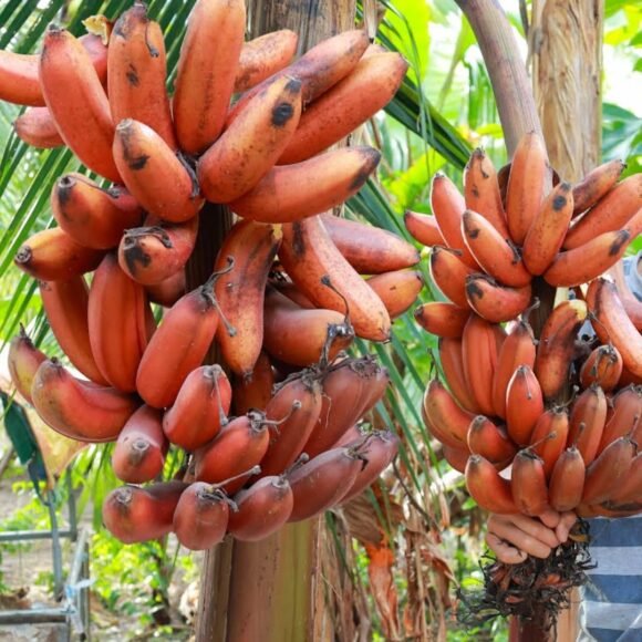 Buy Red Banana Fruit Box USA | Tropical Fruits Delivery - Image 2