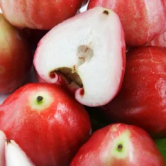 Wax Jambu Fruit Box