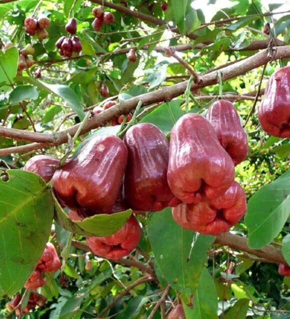 Buy Wax Jambu Fruit Box USA | Tropical Fruits Delivery - Image 3